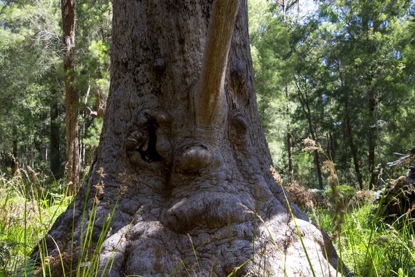 Ett roligt träd ansikte i en dal i antiken — Stockfoto