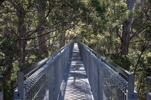 Tree Top Walk bridge in the Valley of the Giants — Stock Photo, Image