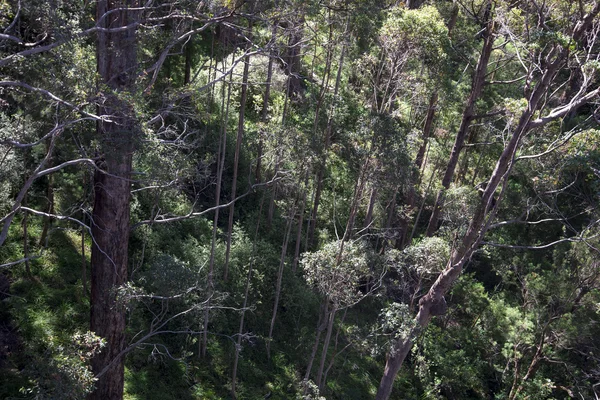 En vy ner från en Tree Top Walk bro i dalen av jättarna, Walpole — Stockfoto