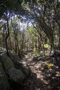 Mount Clarence Albany üstüne mistik bir yol