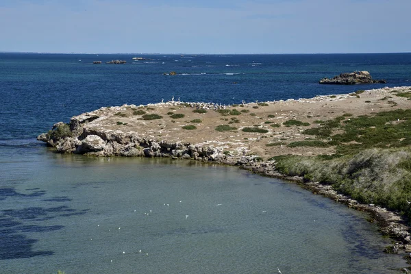 Pelicans at Penguin Island cape in Rockingham — Stock Photo, Image