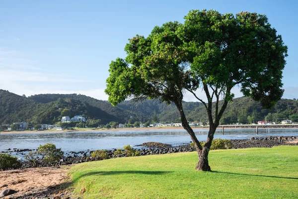 Un copac singuratic și o vedere spre Paihia de la plaja Waitangi, Noua Zeelandă — Fotografie, imagine de stoc