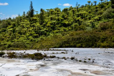 Doğal yağmur ormanları manzara Orakei Korako jeotermal Park, Yeni Zelanda