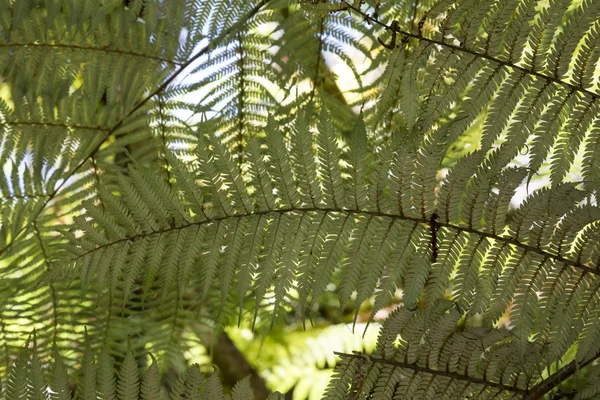 Silver fern takken in Nieuw-Zeeland — Stockfoto