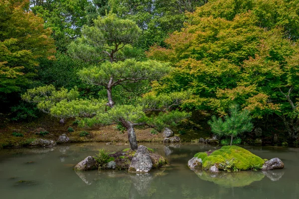 Bonsai look trees in Japanese garden, Hamilton Botanical gardens — Stock Photo, Image