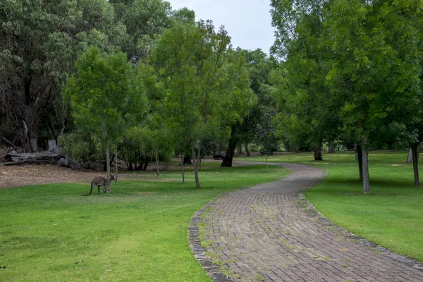 Kangaroo in a picnic park and walking path near Loch McNess Lake — Stock Photo, Image