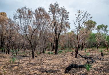 Yanık orman Yanchep Milli Parkı, Batı Avustralya'da bushfire sonra kalır