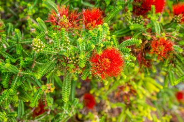 Kum Bottlebrush kırmızı çiçek Kings Park ve Botanik Bahçeleri