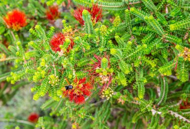 Bir arı Kings Park ve Botanik Bahçeleri Perth bir Kum Bottlebrush çiçek tozlaşma olduğunu