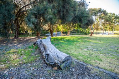 Yıpranmış Kütük Sunlit Piney Gölleri Koruma Parkı 'nda Büyük Ağaçlar ve Yeşil Çimen, Perth, Avustralya, 16 Aralık 2020