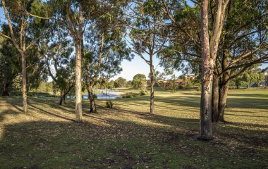 Yüksek okaliptüs ağaçları, yeşil çimenler ve güneşli Piney Gölleri Rezerv Parkı 'ndaki uzak göl çeşmesi Perth, Avustralya, 16 Aralık 2020