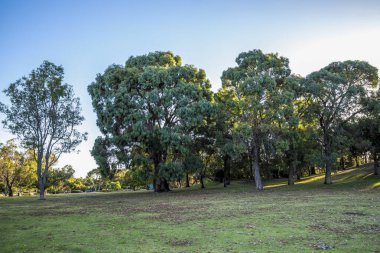 Olgun okaliptüs ağaçları çimenli tepede güneşli açık parklarda Piney Gölleri Doğa Rezervi, Perth, Avustralya, 16 Aralık 2020