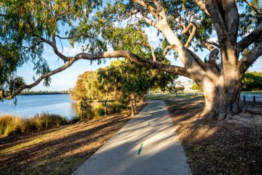 Okaliptüs dalları, Shelley banliyösündeki Canning Nehri boyunca 16 Mart 2021 'de, Perth, Avustralya' da kırmızı paylaşım yolu boyunca uzanıyor.