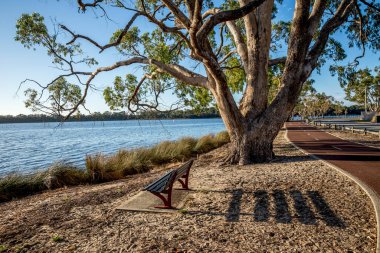 Shelley banliyösü, Perth, Avustralya 'da, 16 Mart 2021' de, Canning Nehri kıyısındaki kumlu okaliptüs dallarının altında.