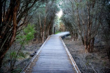 Huzurlu Tahta Yol Yoğun Orman Ağaçları arasında Huzurlu Doğa Yürüyüşü, 1 Nisan 2021, Perth, Avustralya