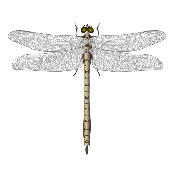 Dragonfly geïsoleerd — Stockvector
