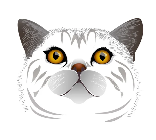 Chat blanc — Image vectorielle