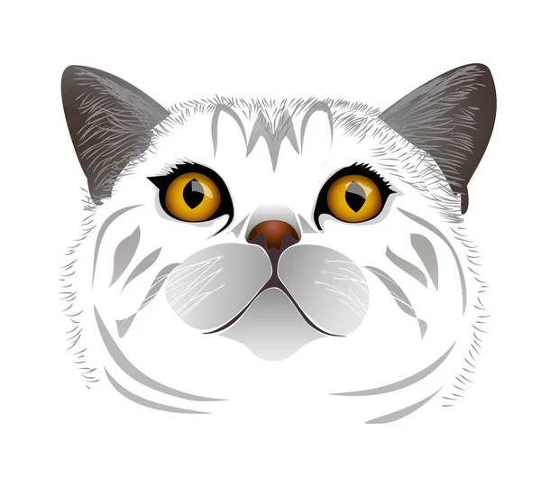 Gato blanco — Vector de stock