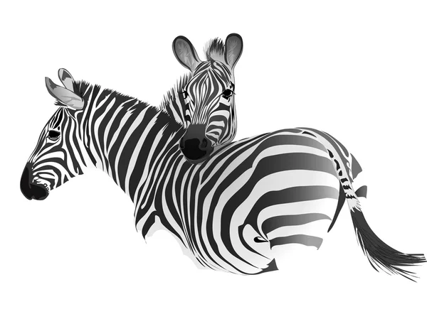 Zebras — Stock Vector