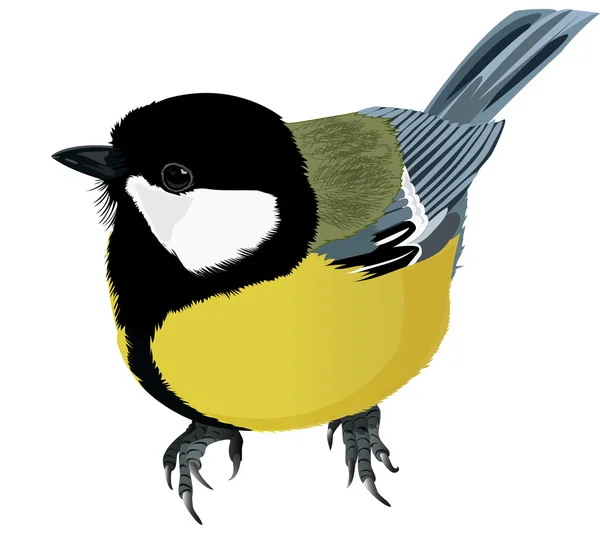 Titmouse brillante ágil Vector de stock