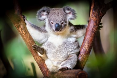 Koala bear sitting on a trunk with green and black background clipart
