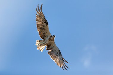 Onun pençe bir balık ile uçan sorguç