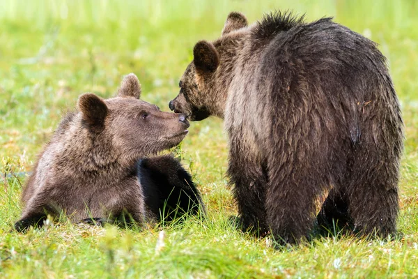 Ours brun avec ourson en été — Photo