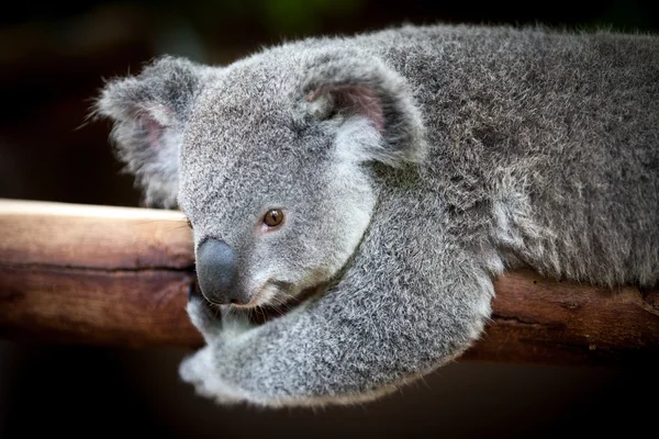 Koala ayı siyah arka plan ile bir dala tutunarak