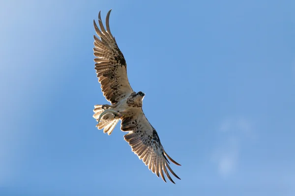 Osprey voando com um peixe em suas garras — Fotografia de Stock