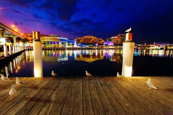 Möwen im Hafen von Sydney bei Nacht mit Spiegelungen der Stadt — Stockfoto