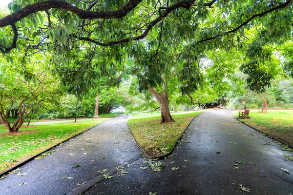 Two diverging paths in a lush green park in Sydney — Stock Photo, Image