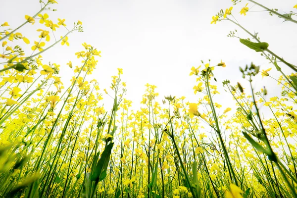 Çayır düğünçiçekleri yukarı ulaşan