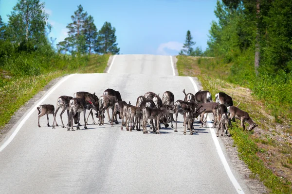 Rentierherde inmitten einer leeren Landstraße Stockbild