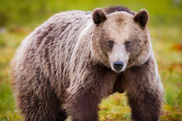 Wild bruine beer — Stockfoto