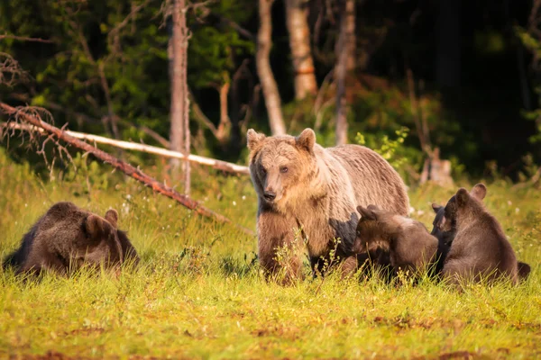 Bruine beer met drie cubs in bos in Finland — Stockfoto