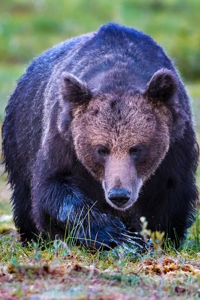 Großer männlicher Braunbär nähert sich — Stockfoto