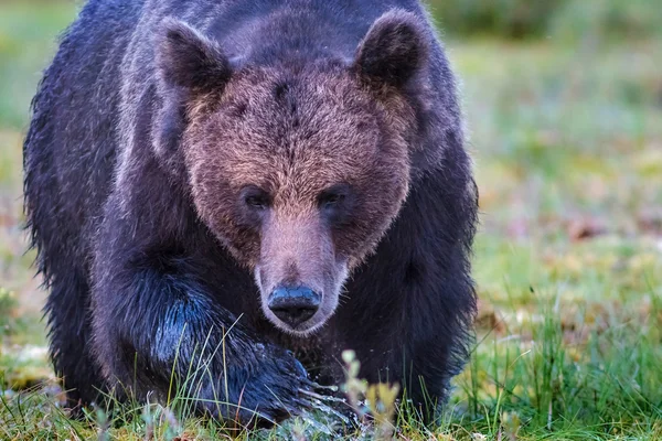 Grote mannelijke bruine beer naderende, horizontale — Stockfoto
