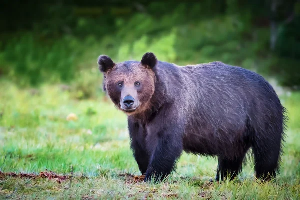 Nero e marrone grande orso maschio in natura — Foto Stock