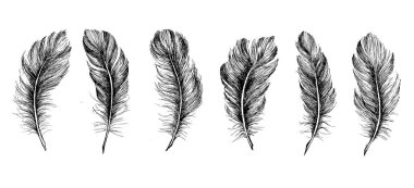 Beyaz arkaplanda el çizimi tüy