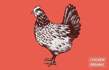 Tavuk eli çizilmiş. Vektör.