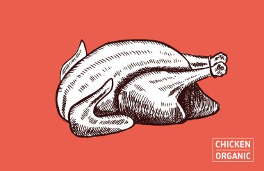 Tavuk eli çizilmiş. Vektör.