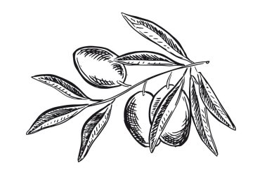 Zeytinlerin el çizimi tarzı, vektör çizimleri.