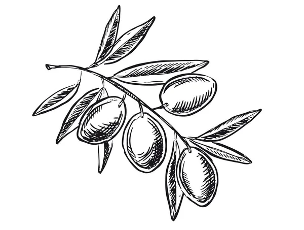 枝にオリーブ 手描き ベクトルイラスト — ストックベクタ