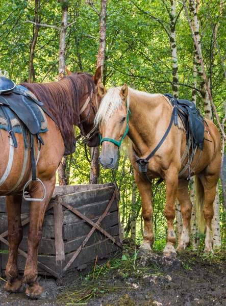 Két ló összehozza — Stock Fotó