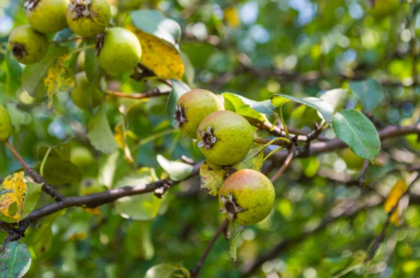 Small pear fruits in a fruit garden