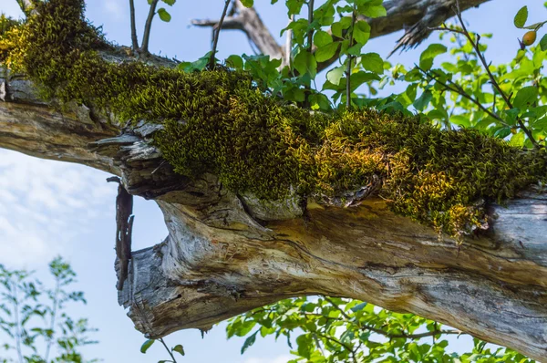 Musgo verde en el árbol — Foto de Stock