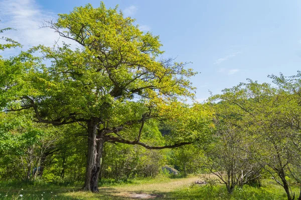 Árvore verde fica perto de trilhas — Fotografia de Stock