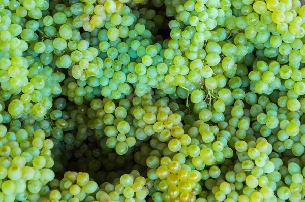 Jonge groene druiven — Stockfoto