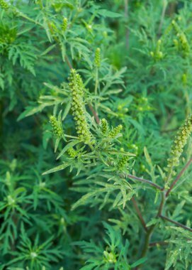 Ambrosia artemisiifolia neden olan Anti