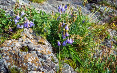 Bulanık zemin üzerine mavi bellflower